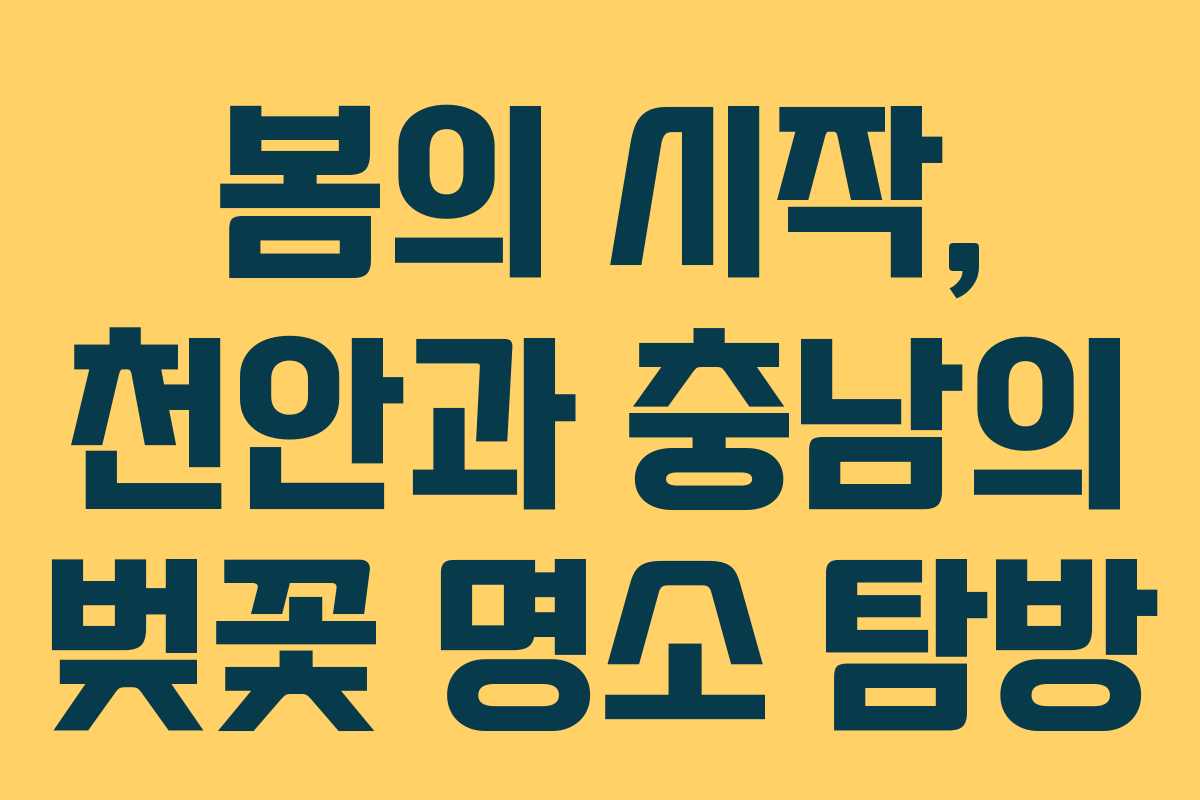 봄의 시작, 천안과 충남의 벚꽃 명소 탐방